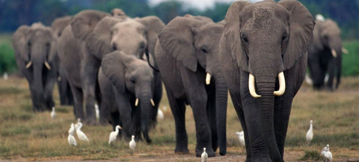 African elephants under continued threat of poaching, warns UN-backed