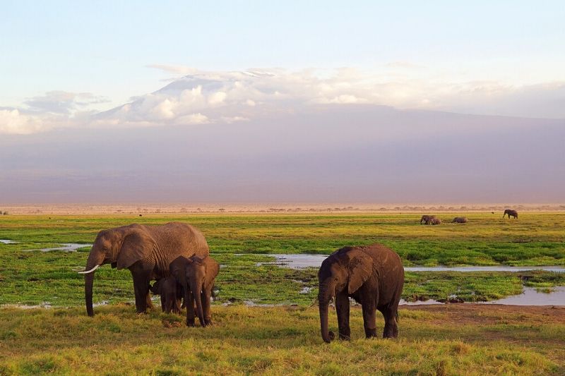 Elephants in Kilimanjaro National Park. Top Destinations in East Africa that You Should Visit