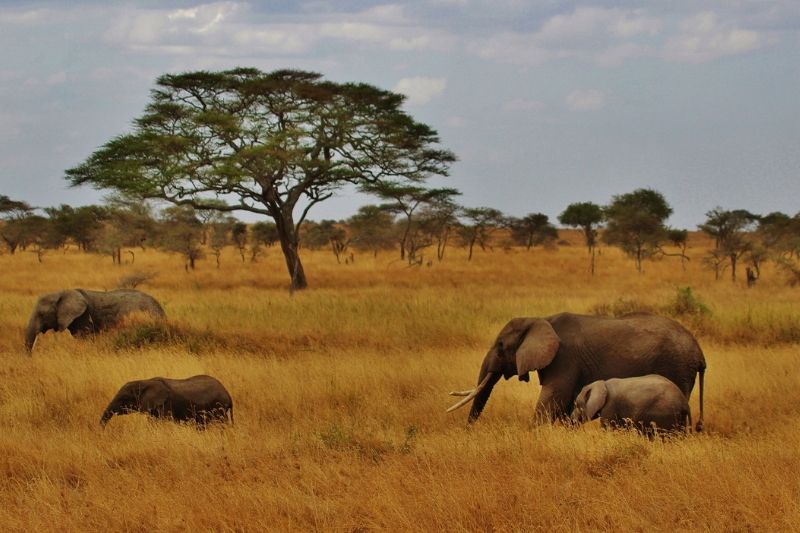 Tanzania Park. A Guide to Backpacking in Tanzania