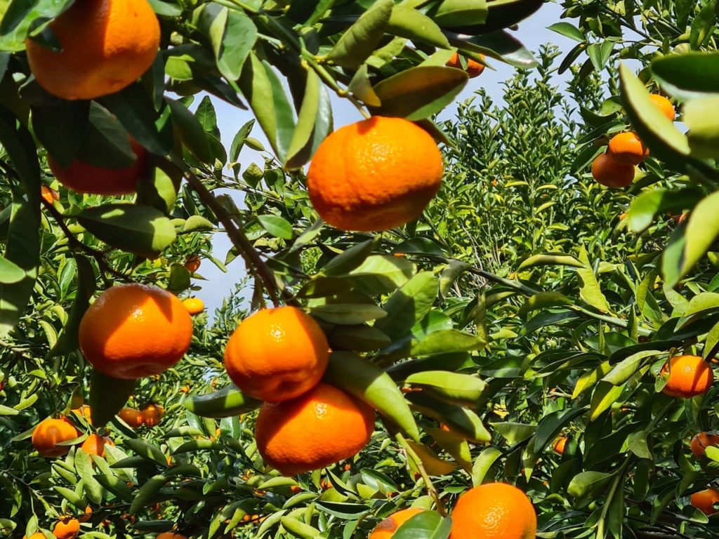 Jupiter Group's South African citrus