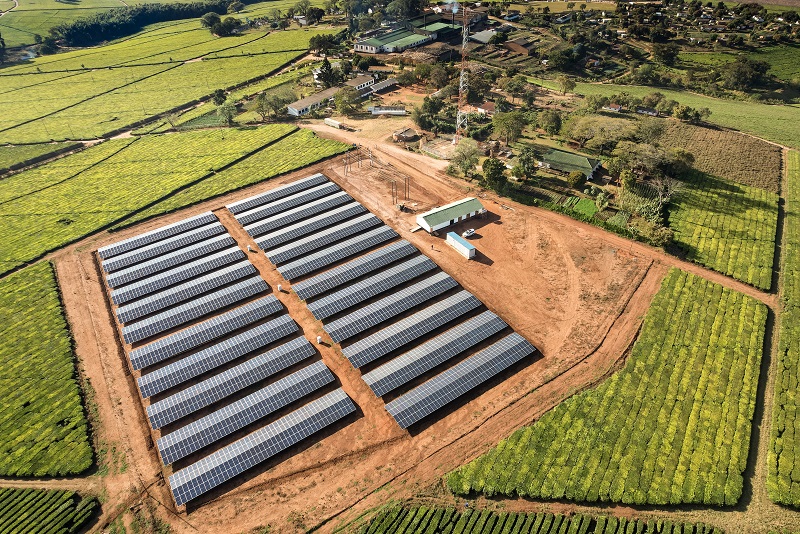 Jersey tea plantation supplied with sustainable energy (Source: DHYBRID)