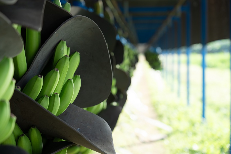 Fairtrade Banana Prices 2027: Changes for Ghana, Cameroon and Côte d’Ivoire